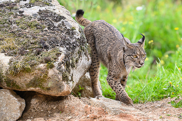 Iberian Lynx / Ryś Iberyjski