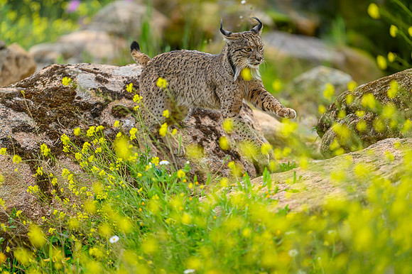Iberian Lynx / Ryś Iberyjski