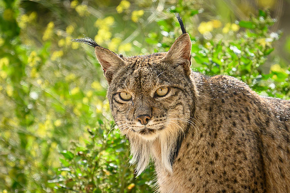 Iberian Lynx / Ryś Iberyjski