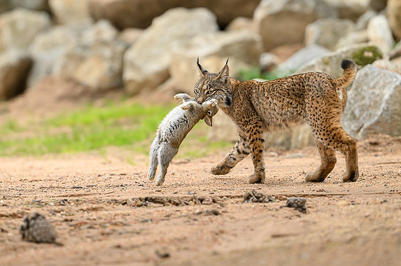 Iberian Lynx / Ryś Iberyjski