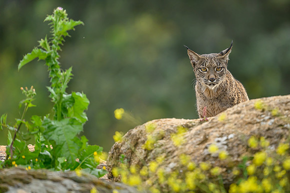 Iberian Lynx / Ryś Iberyjski