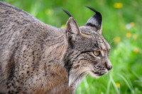 Iberian Lynx / Ryś Iberyjski