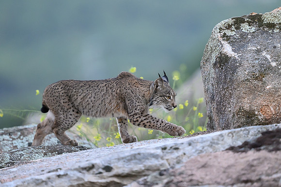 Iberian Lynx / Ryś Iberyjski