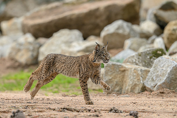 Iberian Lynx / Ryś Iberyjski
