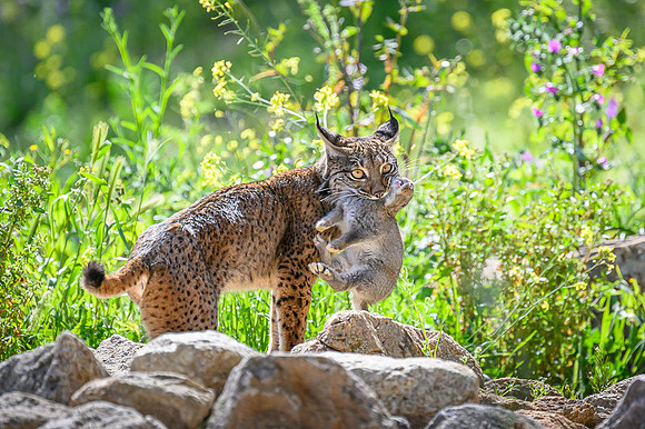 Iberian Lynx / Ryś Iberyjski