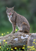 Iberian Lynx / Ryś Iberyjski