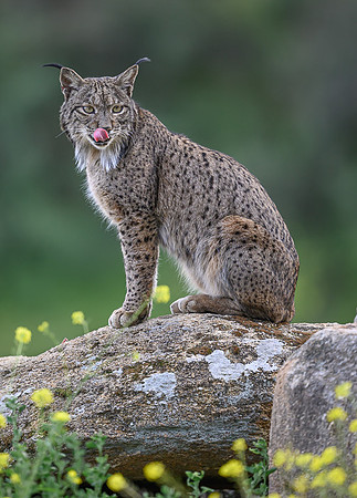 Iberian Lynx / Ryś Iberyjski