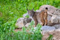 Iberian Lynx / Ryś Iberyjski