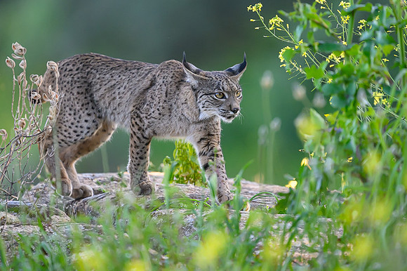 Iberian Lynx / Ryś Iberyjski