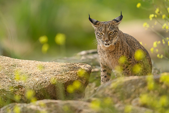Iberian Lynx / Ryś Iberyjski