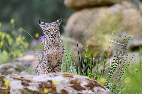 Iberian Lynx / Ryś Iberyjski