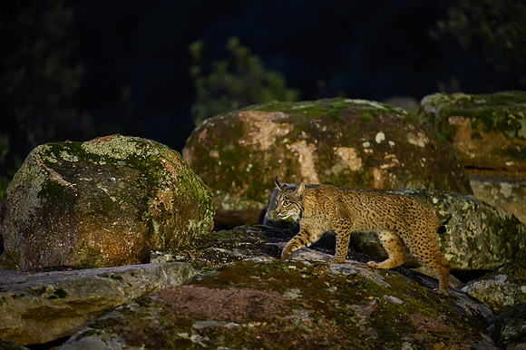 Iberian Lynx / Ryś Iberyjski