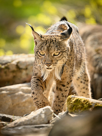 Iberian Lynx / Ryś Iberyjski