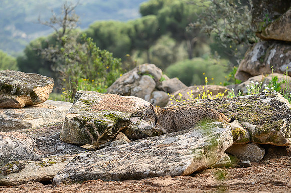 Iberian Lynx / Ryś Iberyjski