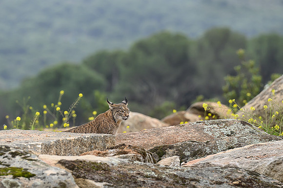 Iberian Lynx / Ryś Iberyjski