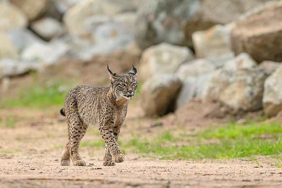 Iberian Lynx / Ryś Iberyjski