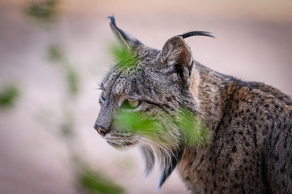 Iberian Lynx / Ryś Iberyjski
