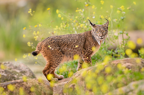 Iberian Lynx / Ryś Iberyjski
