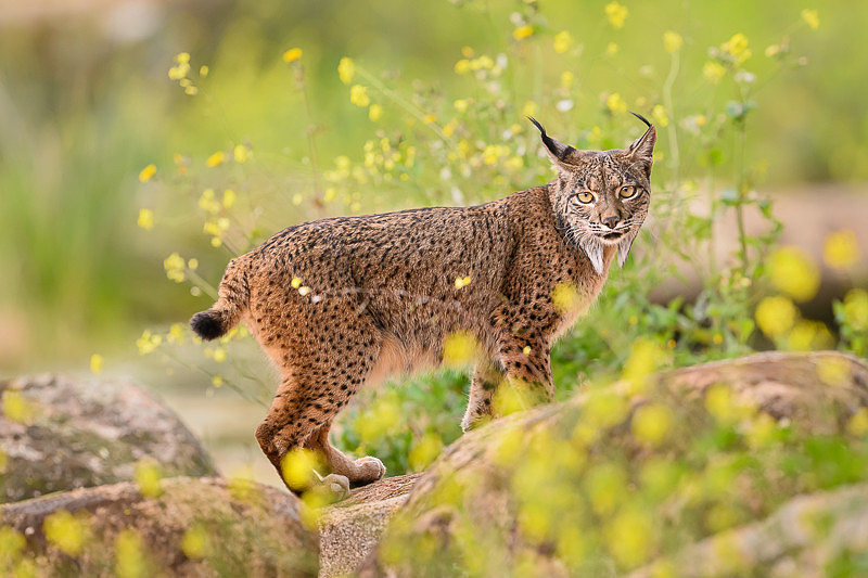 Iberian Lynx / Ryś Iberyjski