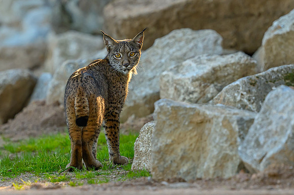 Iberian Lynx / Ryś Iberyjski