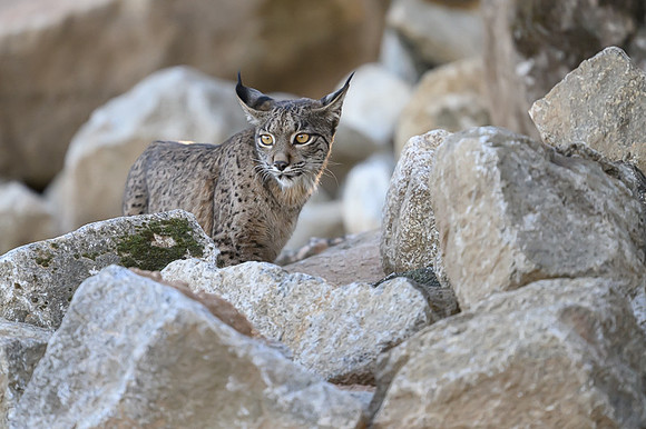Iberian Lynx / Ryś Iberyjski