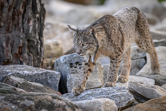 Iberian Lynx / Ryś Iberyjski