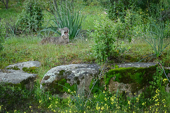 Iberian Lynx / Ryś Iberyjski