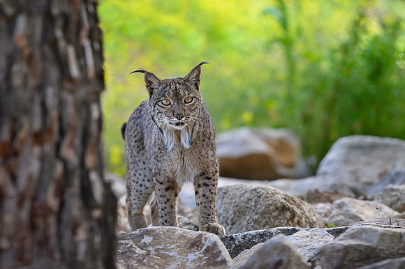 Iberian Lynx / Ryś Iberyjski