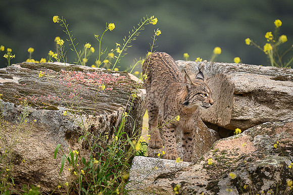 Iberian Lynx / Ryś Iberyjski