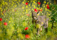 Iberian Lynx / Ryś Iberyjski