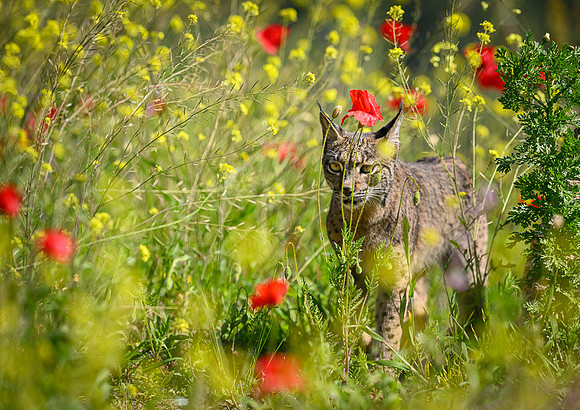 Iberian Lynx / Ryś Iberyjski