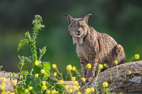 Iberian Lynx / Ryś Iberyjski