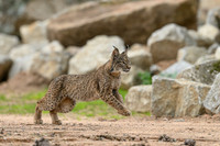 Iberian Lynx / Ryś Iberyjski