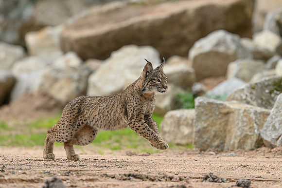 Iberian Lynx / Ryś Iberyjski