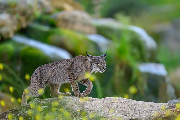 Iberian Lynx / Ryś Iberyjski