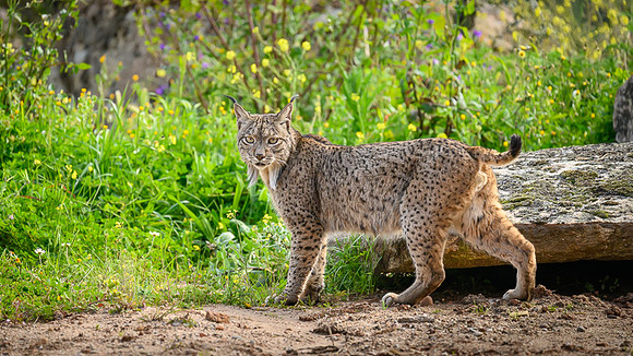 Iberian Lynx / Ryś Iberyjski