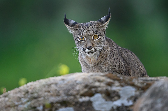 Iberian Lynx / Ryś Iberyjski