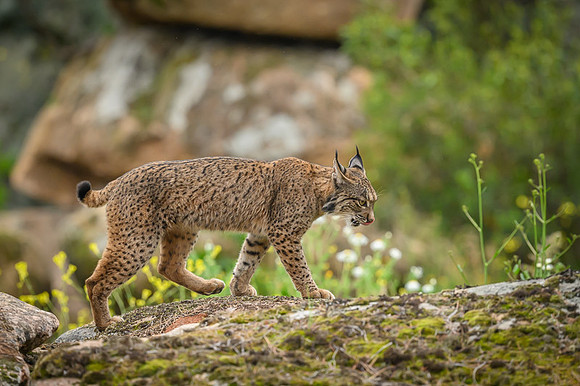 Iberian Lynx / Ryś Iberyjski