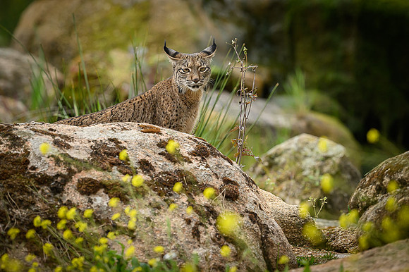 Iberian Lynx / Ryś Iberyjski