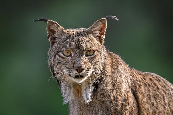Iberian Lynx / Ryś Iberyjski