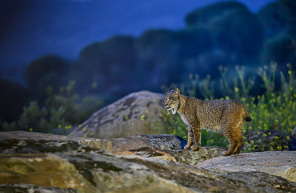 Iberian Lynx / Ryś Iberyjski