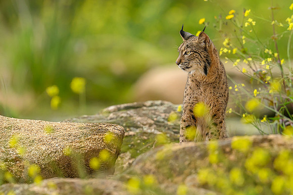 Iberian Lynx / Ryś Iberyjski