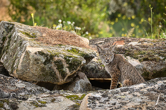 Iberian Lynx / Ryś Iberyjski