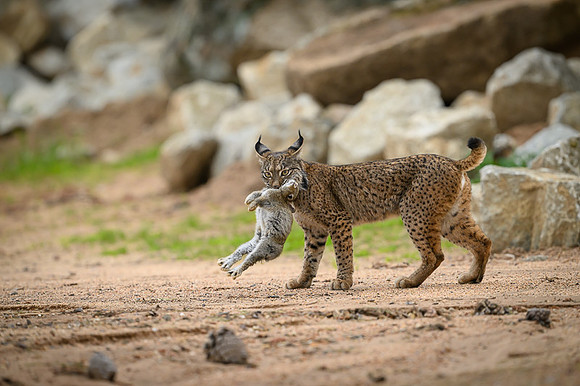 Iberian Lynx / Ryś Iberyjski
