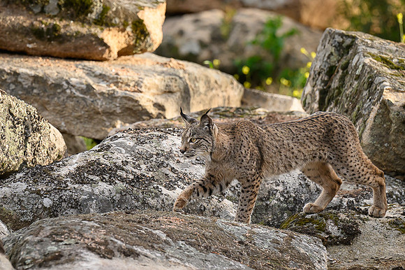 Iberian Lynx / Ryś Iberyjski