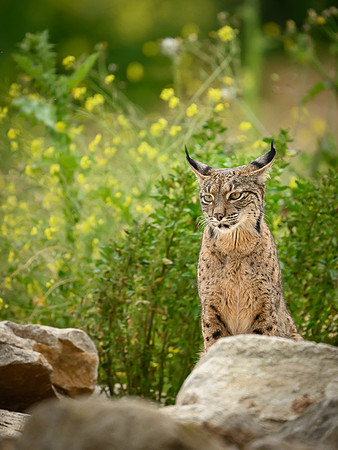 Iberian Lynx / Ryś Iberyjski