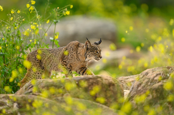 Iberian Lynx / Ryś Iberyjski