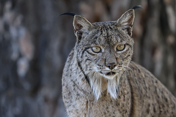 Iberian Lynx / Ryś Iberyjski