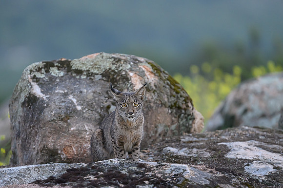 Iberian Lynx / Ryś Iberyjski