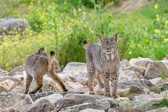 Iberian Lynx / Ryś Iberyjski